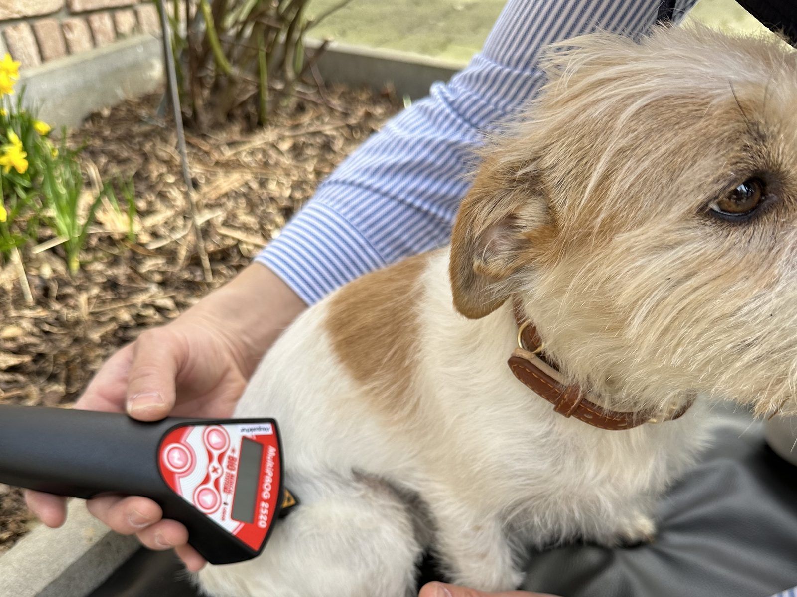 Der Handlaser MP 2520 wird an der Schulter eines Terriers angesetzt