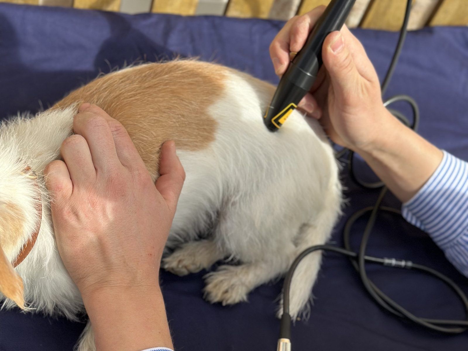 Hand-Lasersonde des Multiprog MP 2510/2 am Rücken eines Hundes