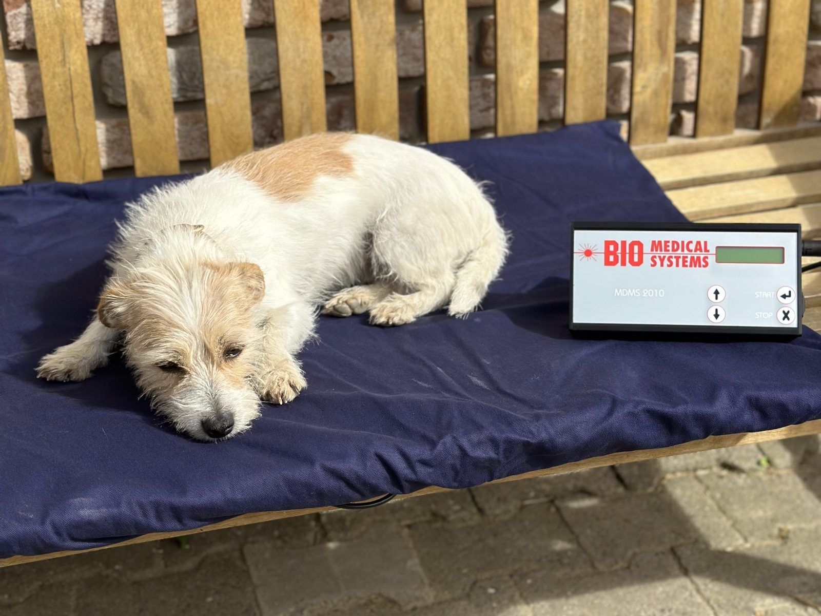 Terrier liegt auf dem Magnetfeld-Pad auf einer Gartenbank, daneben das Steuergerät MDMS 2010