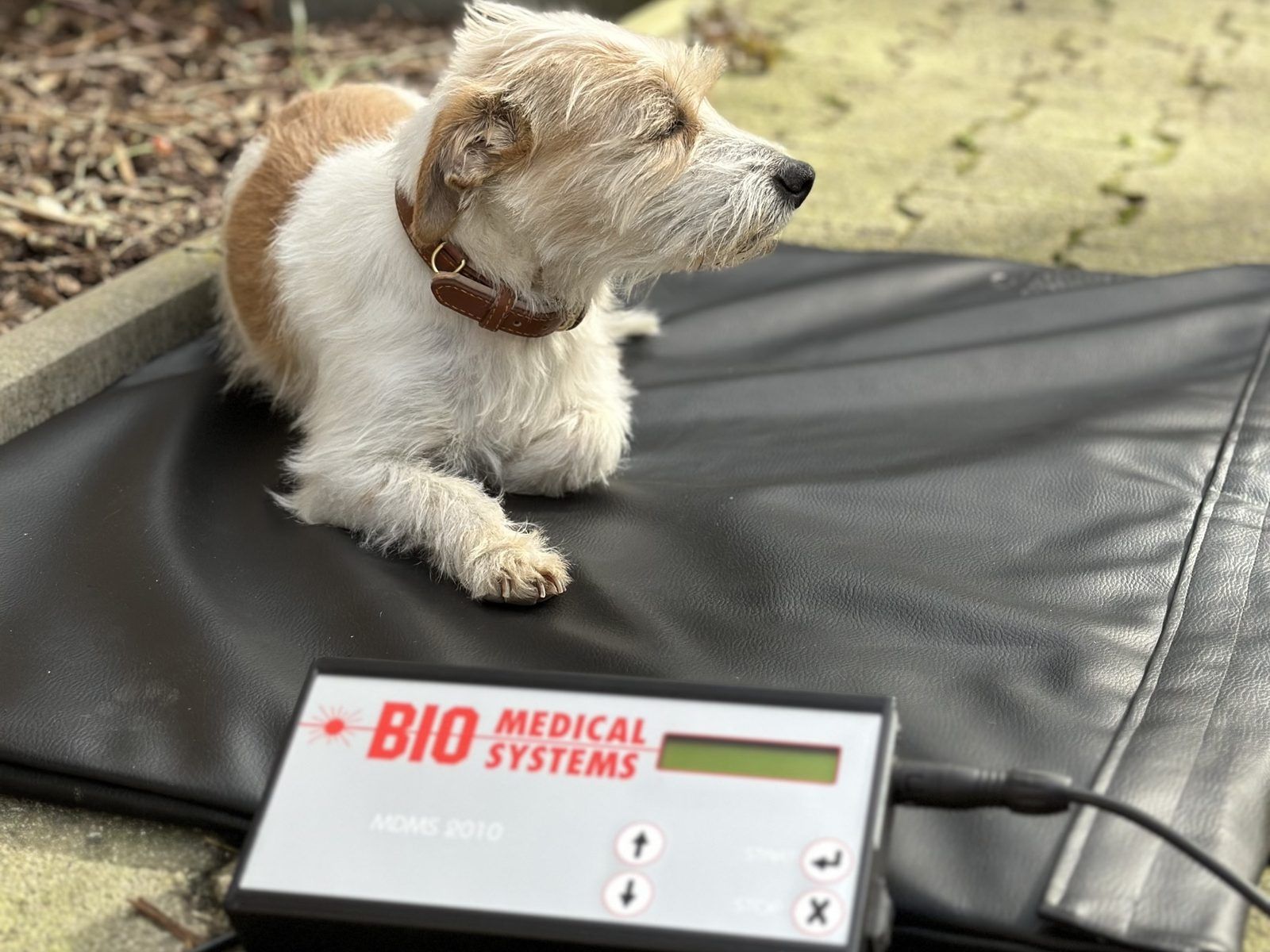 Terrier auf dem schwarzen Magnetfeld-Pad, vorne das Steuergerät MDMS 2010